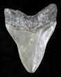 Serrated Megalodon Tooth - Summerville, SC #22647-2